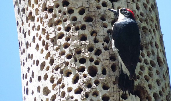 Acorn woodpecker, photo by Don Faulkner via Wiki Commons