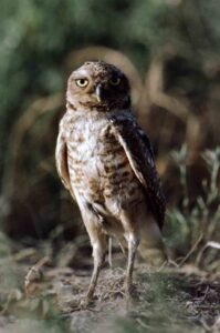 Burrowing owls are active during the day and comfortable near human settlements. Photo by W. Meinzer.
