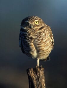 Burrowing owls are among the most conspicuous owls in the United States. Photo by W. Meinzer.