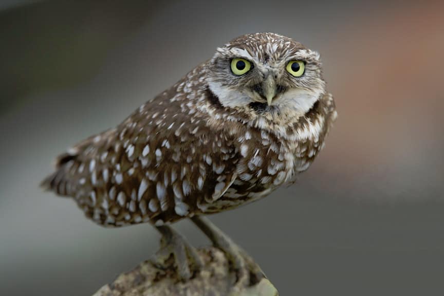Burrowing owl, photo by Gregory S. Smith / Wikimedia Commons.