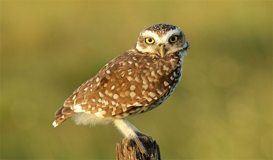 A burrowing owl perches on a wooden post.