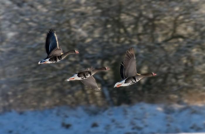 Greater white-fronted geese. Photo by Wikimedia.