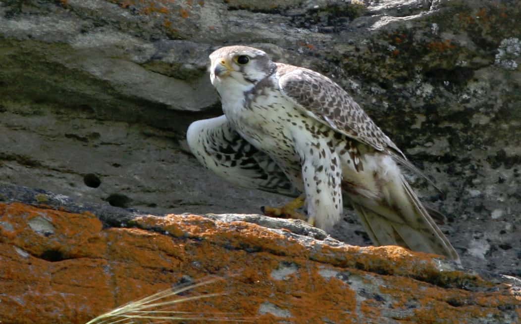 Wyoming Bird Watching BWD Magazine