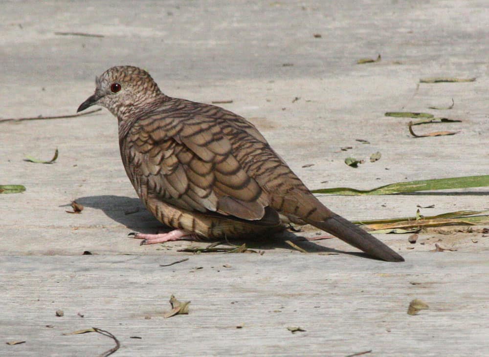 An Inca dove sits on the ground.