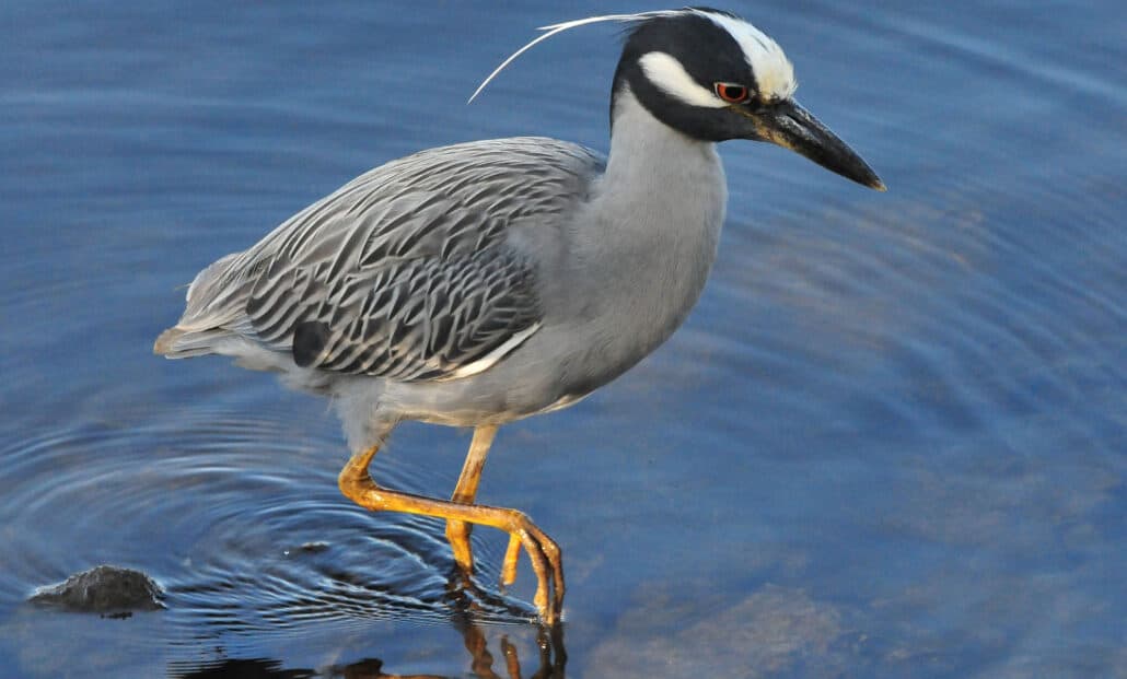 Yellow-crowned night heron by Maureen Allen