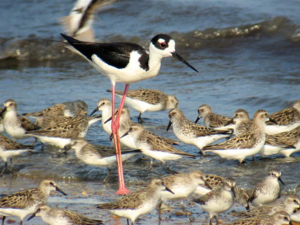 Black-necked Stilt. Photo by Bill Thompson, III