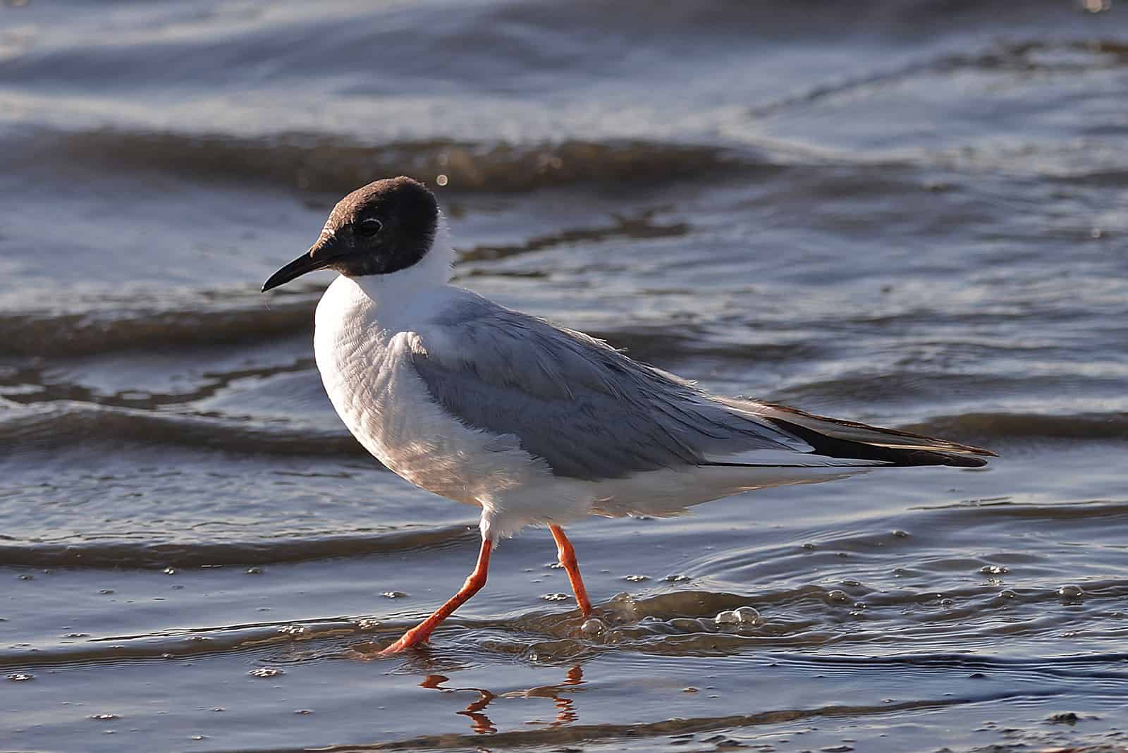 Bonaparte's gull, one of many Mississippi birds you'll find in winter. Photo by Ken Chan / Wikimedia