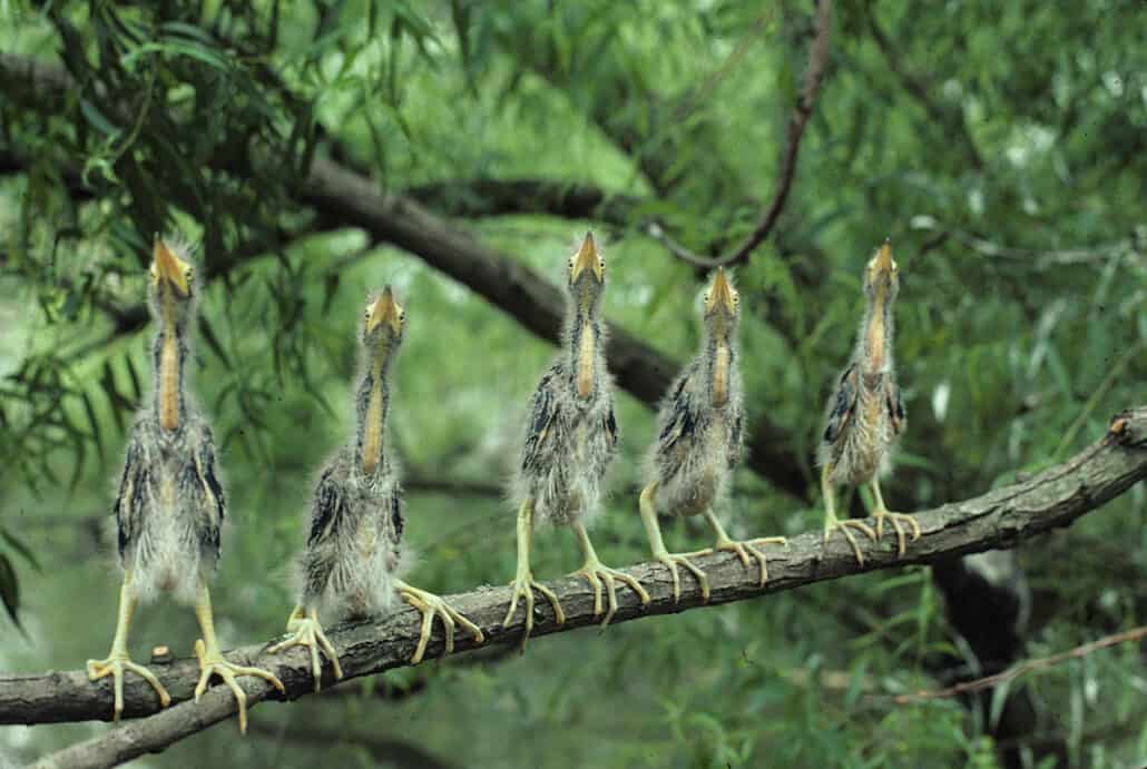 Green heron chicks at the Wheeler National Wildlife Refuge look skyward for their next meal. Photo by Roy W Lowe / USFWS