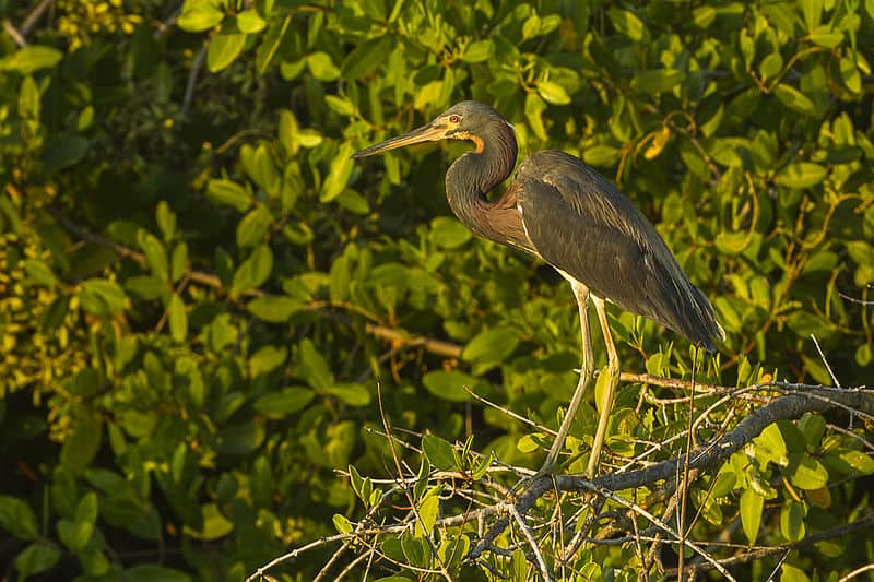 Tricolored Heron photo by Francesco Veronesi / Wikimedia