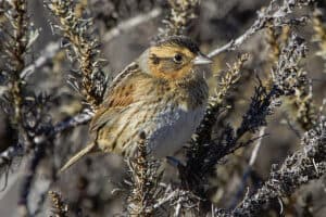 Nelson's sharp-tailed sparrow, photo by Dawn Beattie / Wikimedia