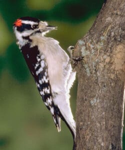 Red-cockaded Woodpecker, photo by Photos.com