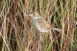 Seaside sparrow photo by Lori Obernhofner / Wikimedia