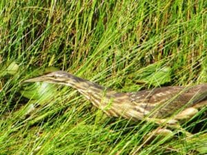 American bittern. Photo by Seney Natural History Association / Wikimedia.