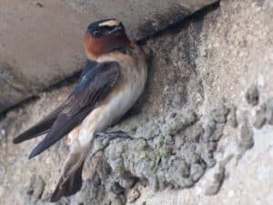 Cliff swallow photo by Intrid Taylar / Wikimedia