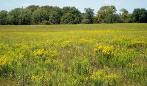 Midewin Prairie. Photo by Wikimedia.