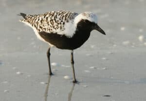 Black-bellied plover photo by Hans Hillewaert / Wikimedia