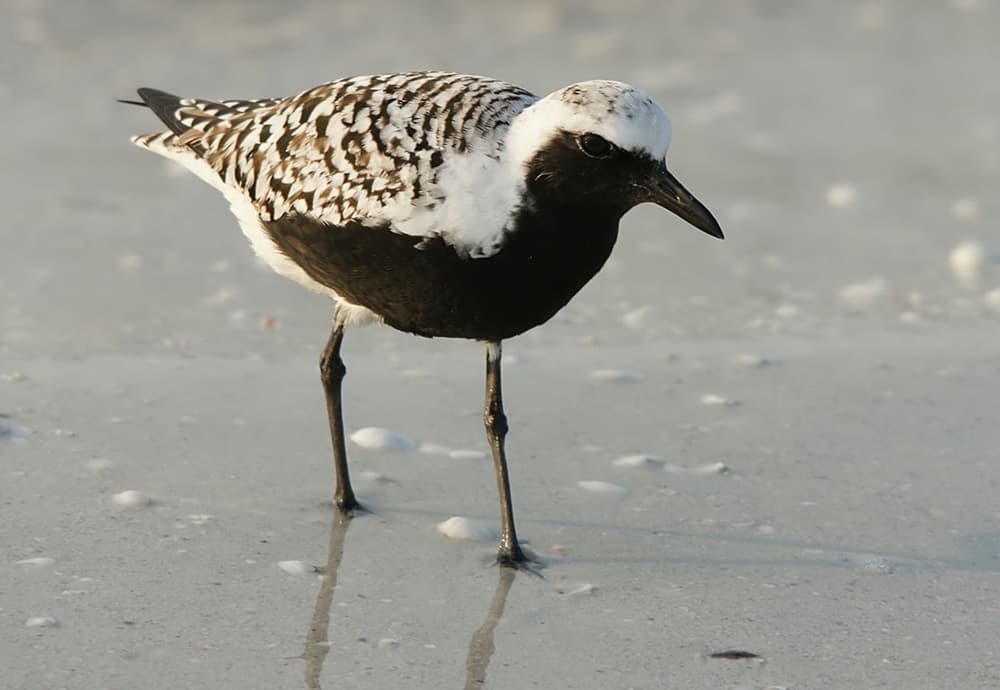 A black-bellied plover walks on wet sand.