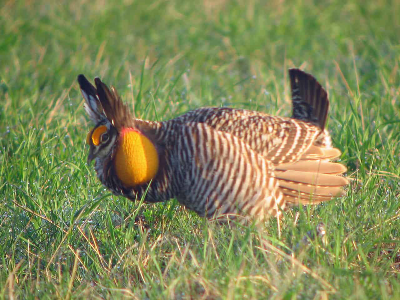 Greater prairie chicken displaying. Photo by GregTheBusker / Wikimedia.