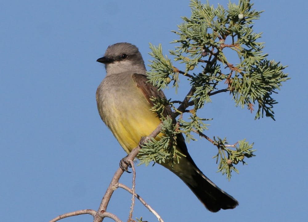Western kingbird by Gary L. Clark / Wikimedia.