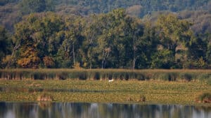 Horicon National Wildlife Refuge / Wikimedia