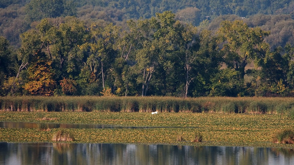 Ten Bird Watching Spots in Wisconsin – BWD magazine