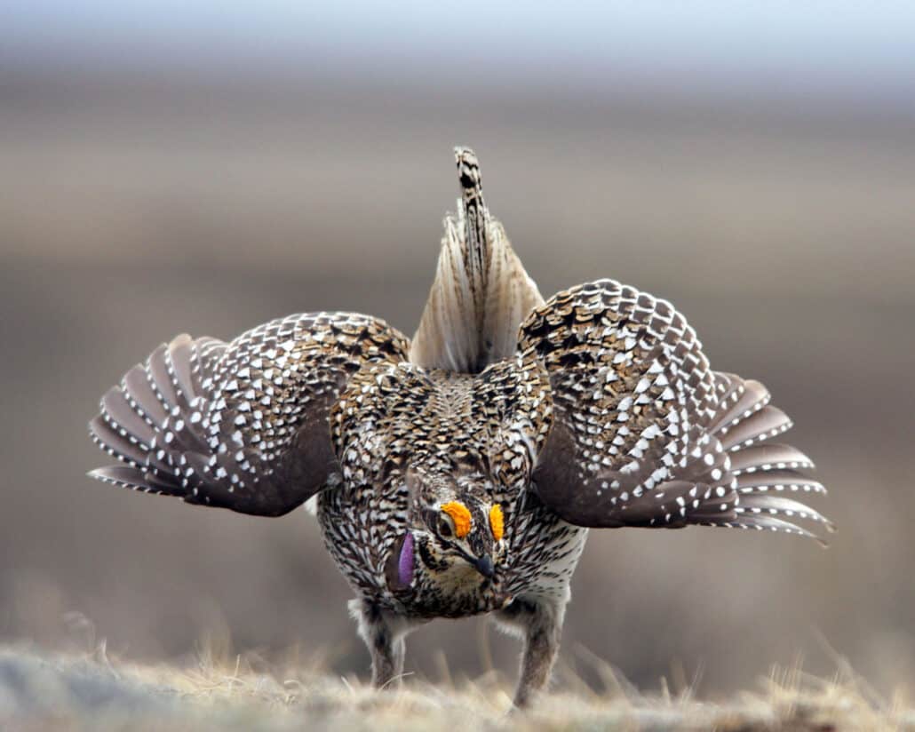 Sharp-tailed grouse performing a mating display. Photo by Mona Doebler.
