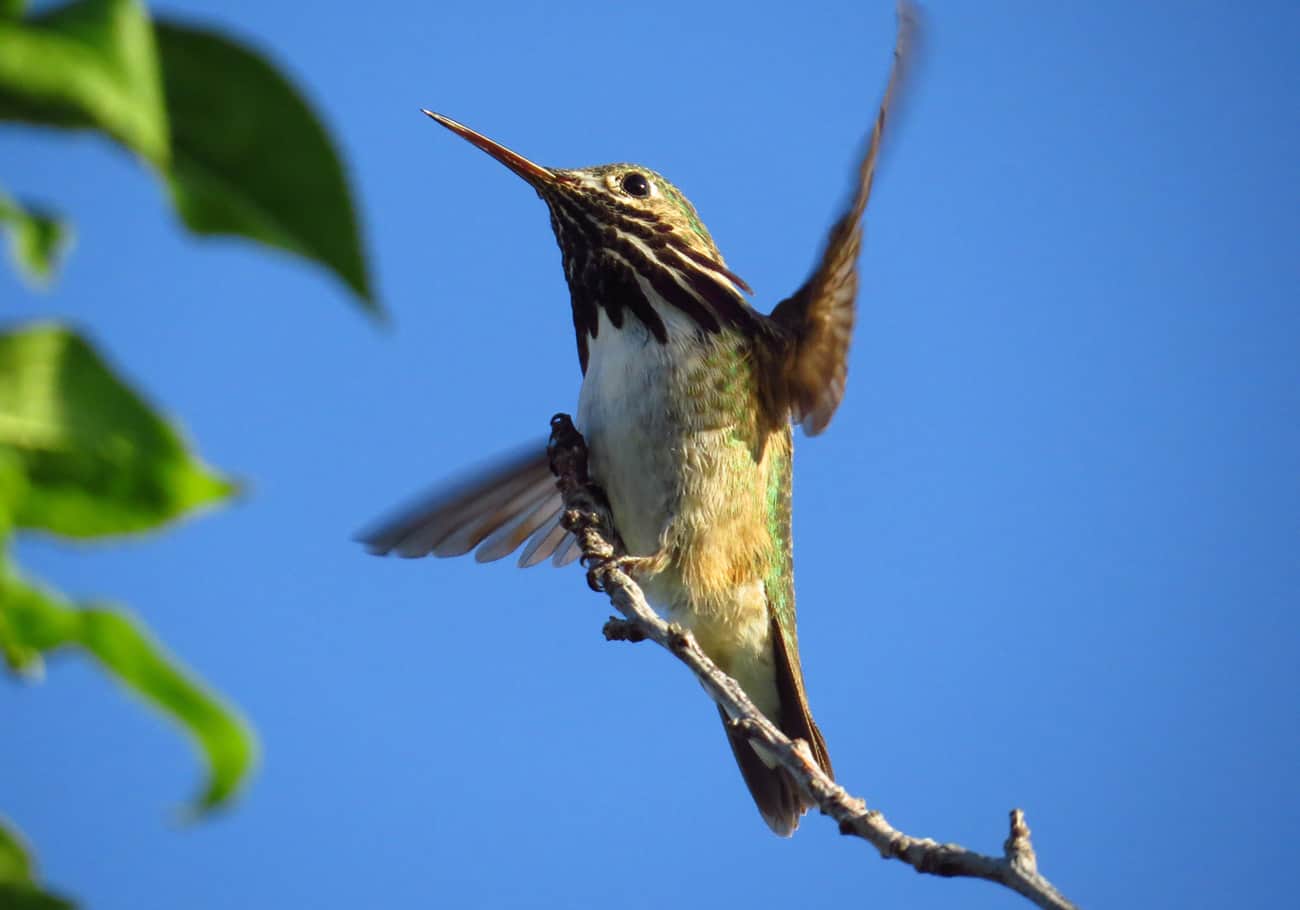 Calliope hummingbird photo by Caroline Roesch