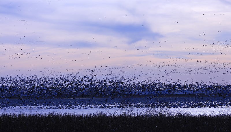 An early migration north for snow geese, as seen at Squaw Creek National Wildlife Refuge in northwest Missouri. Photo by CrunchySkies / Wikimedia.