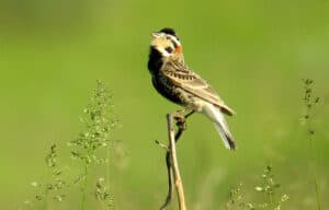 Chestnut-collared longspur. Photo by Bill Thompson, III