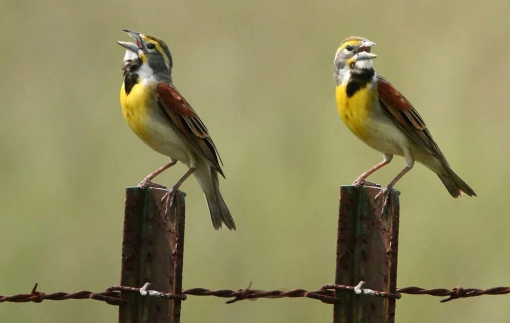 Spot dickcissels while doing some Iowa bird watching. Photo by Patti McNeal / Wikimedia