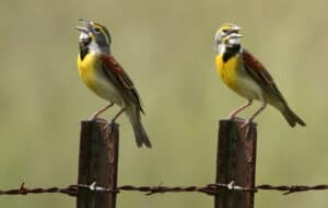 Dickcissels photo by Patti McNeal / Wikimedia