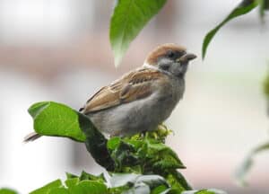 Eurasian Tree Sparrow by Dr. Raju Kasambe