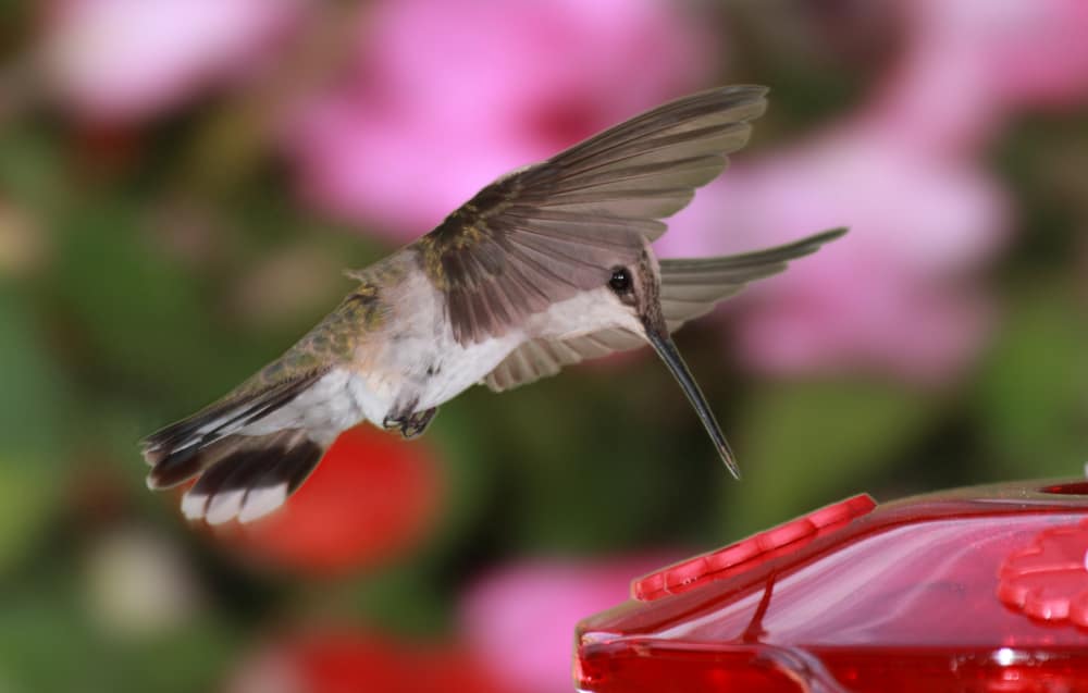 Female black-chinned hummingbird by Preston Hone.