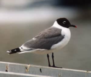 Franklin's gull. Photo by Avaceda / Wikimedia.