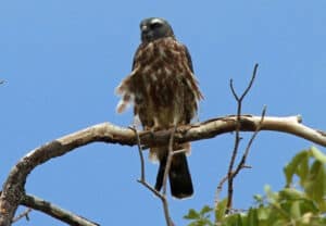 Mississippi Kite photo by GregTheBusker / Wikimedia.