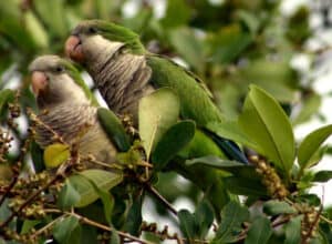 Monk parakeets photo by Maureen Leong-Kee / Wikimedia.