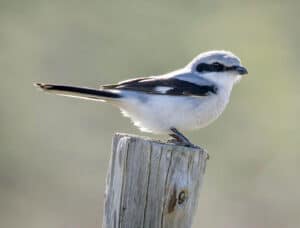 Northern Shrike. Photo by Smudge 9000 / Wikimedia.