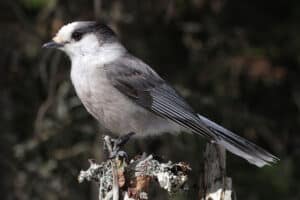 Gray jay photo by Cephas / Wikimedia