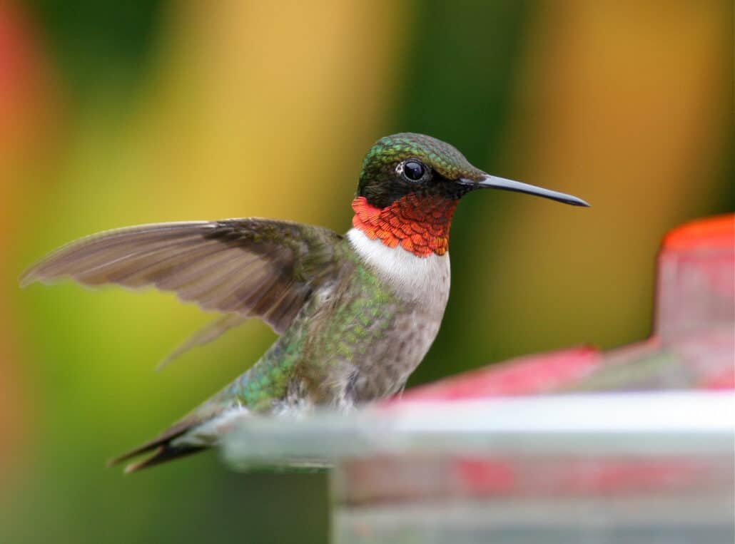 Ruby-throated hummingbird (male). Photo by Bill Thompson, III