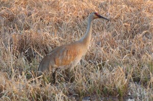 Sandhill crane at Crex Meadows by D. Bakken / Wikimedia.