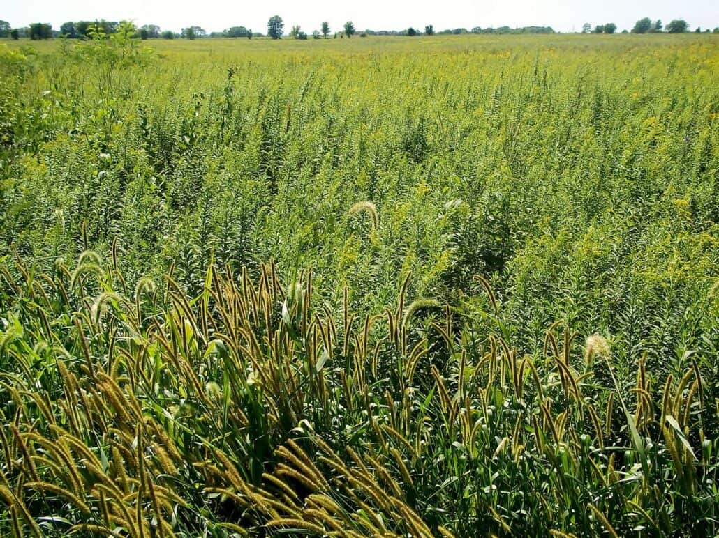 Tall grass prairie. Photo by Alan Scott Walker / Wikimedia Commons.