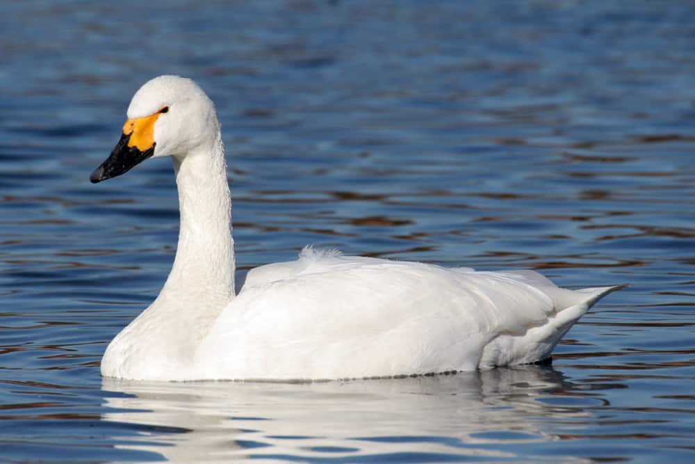 An adult tundra swan floats on blue water.