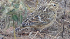 Smith's longspur, photo by Andy Reago and Chrissy McClarren / Flickr.