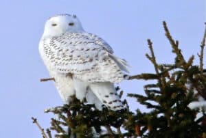 A beautiful snowy owl photographed during the Bird Watcher's Digest Reader Rendezvous in Sax Zim Bog, Minnesota. Photo by Peter Trueblood.