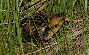 Yellow rail. Photo by D. Sherony / Wikimdia.