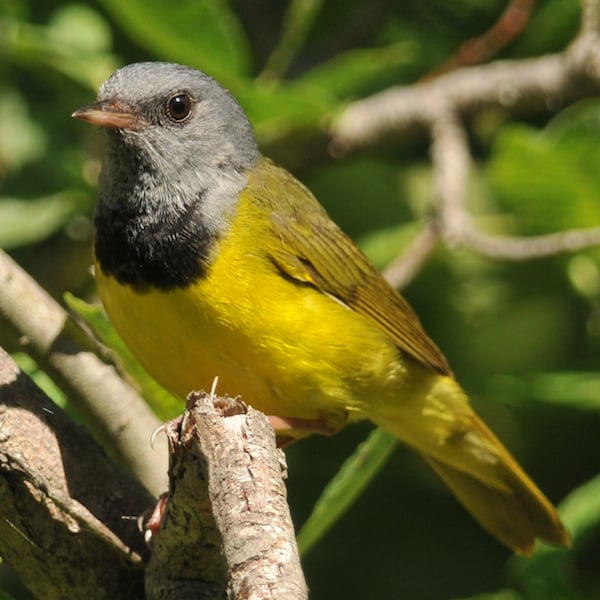 Mourning warbler, photo by Brian Henry.
