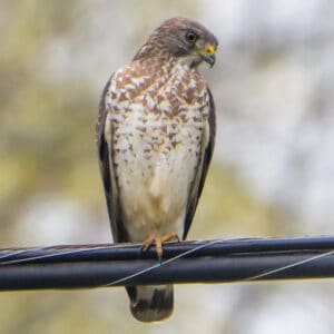 Broad-winged Hawk – BWD Magazine