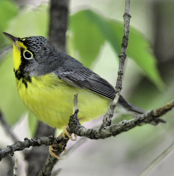 Canada Warbler, photo by Dave Lewis