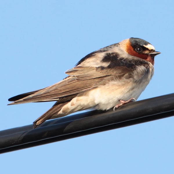 Cliff swallow, photo by Matt Tillett via Wiki Commons
