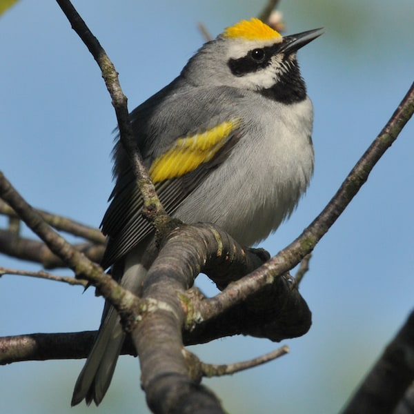 Golden-winged warbler, photo by Brian Henry.